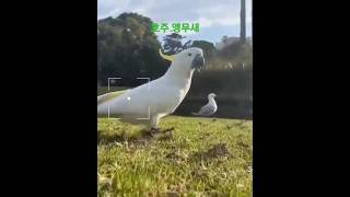 호주 앵무새 코카투 #호주 #shorts