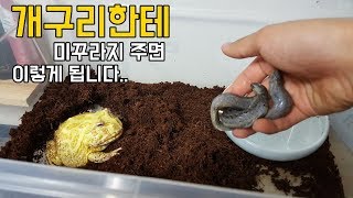 개구리한테 미꾸라지주면 이렇게 됩니다...