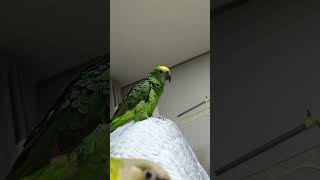 귀농귀촌 아마존앵무새 말하고 놀아주기