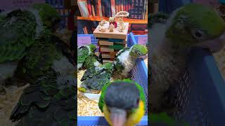 쟈딘앵무새 이유조 아이들이예요. 머리에 혈종을 가지고 …