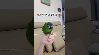 수박을 뺏겨 억울한 앵무새 / 한스마카우 올리