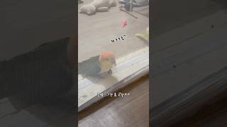 카이큐한테 새발리는 21살 차이나는 언니?