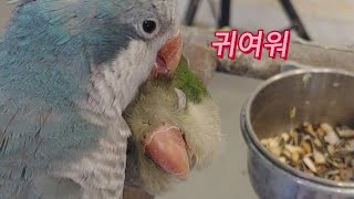 퀘이커앵무새 루야 영상 모음