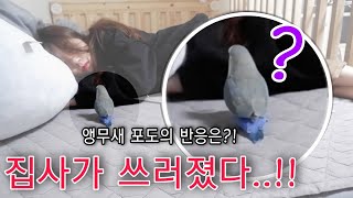 주인이 쓰러지자 앵무새가 한 행동 (모란앵무 포도와 라임이)