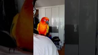 사랑이의 인사와 뽀뽀! (썬코뉴어) #shorts