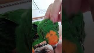 작은 쟈딘 앵무새 쫑쫑이