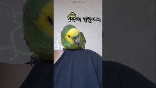 [수리] 아메리카노 좋아하는 경찰 앵무새 #말하는앵무새 #아마존앵무새