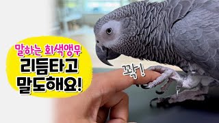 리듬타고 말도 잘하는 앵무새  회색앵무 잠바