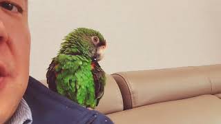 [1분영상] 소심하고 겁이 많지만 사랑스러운 자딘앵무 …