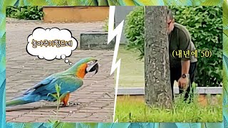 [할리퀸마카우 마르코] 한번도 본적없는 남편의 숨겨진모…