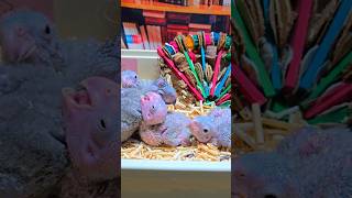 쟈딘 앵무새 아이들