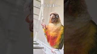 이건 오이나 줄까?#실뜯기#앵무새 #parrot #cu…