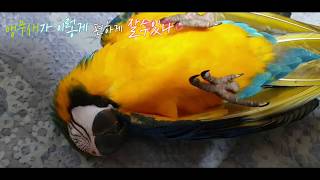 청금강앵무새 너무 편히 누워 잠 Macaw parrot lie sleep#