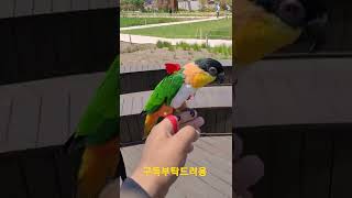 검은머리카이큐 단호박 #shorts