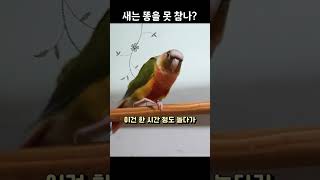 새는 똥을 못 참는다고??? #앵무새 #망고 #괄약근 #배변