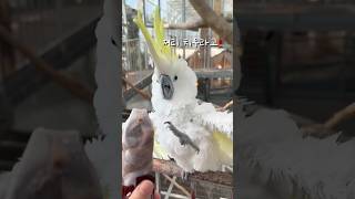 빠삐코 괴물과 토니의 대결