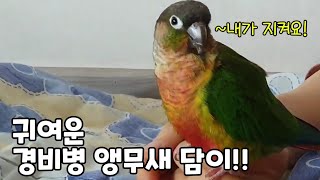 말없이 지켜주는 담이의 사랑스런 보초!! #코뉴어앵무새#conure#parrot