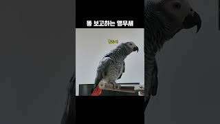 이쯤 되면 배변 보고형 앵무새입니다