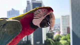 [루카의일상] 할리퀸 마카우 루카의 아침 비행풍경 굿모…