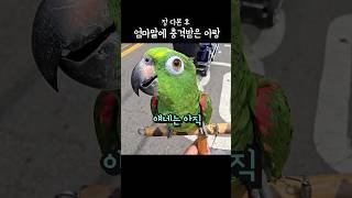 장 보는데 수박 못샀다는 말에 충격이 크다 #아랑이 #아마존앵무새 #parrot