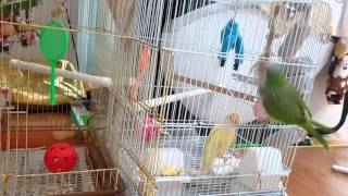 퀘이커앵무새   아리의 집 탈출