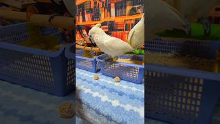 듀컵 코카투, 엄블렐라 코카투, 뉴기니아 앵무새와 등나무 공으로 놀아 주고 있어요.