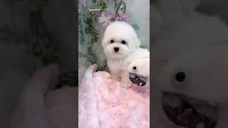 귀여운 미니비숑 왕자님과 코카투#미니비숑#코카투#미니비…