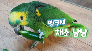 아마존앵무 청경채&amp;고추 먹방