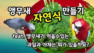 앵무새는 뭘 먹어요? 먹어도되는 과일과 야채로 자연식을 만들어봐요~