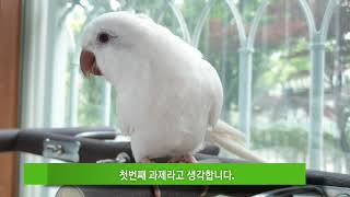 입질교정할때 부리잡는 방법