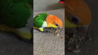 Group Recall Training | Apollo…