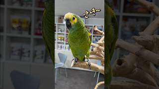 낯 안 가리고 말하는 아마존 앵무새  안산 앵무새카페 버드스팟
