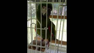 Maddie (severe macaw) enjoying…