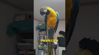 안녕하세요 인사하는 청금강앵무새 루카