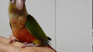 코뉴어 분양 중인 아기 앵무새