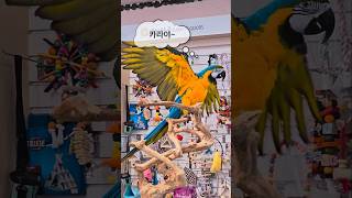 청금강 앵무새 말하기 카라