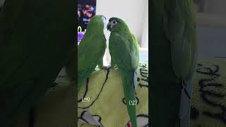 #귀요미 #대화 하는 한스마카우들#앵무새