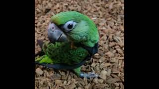 아기 쟈딘 앵무새 교감하면서 은글슬쩍 하네스 착용시키기