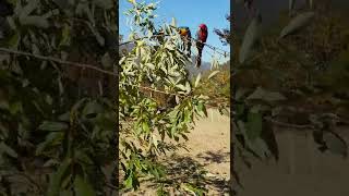 청,홍금강 뉴기니아 앵무