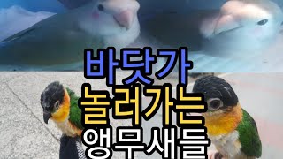 (코뉴어)쵸칸(모란앵무)걀결(카이큐)큐여의 바닷가여행(앵무새)