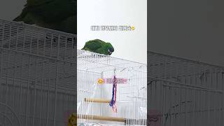 마냥 사랑스러운 우리 시루 #한스마카우