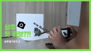 상추일기 상추가 첫 화보를 찍는다???!/앵무새 키우기/코뉴어/일상 브이로그
