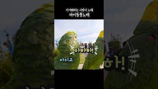 아마존앵무새 노래 #개그콤비같은 앵무새  #아랑이 #parrot #화나