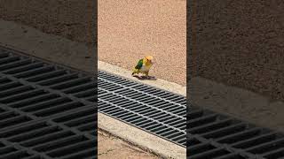 카이큐 앵무새야 다리는 괜찮니?