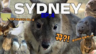 [시드니 여행] EP4. 왈라비랑 교감하기! 맨눈으로 …