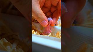 뉴기니아, 로리, 검은 머리 카이큐, #parrot #…