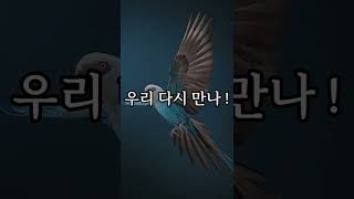 조류 - 16 스픽스 마코 (Spix's macaw)