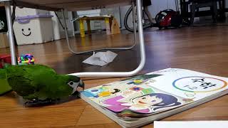 공서연(앵무새)한스마카우. 공놀이.2020.9.12