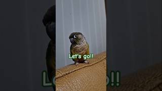 코뉴어앵무새#하랑이#하봉이#parrot#blackpink #지수