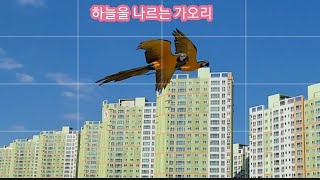 창원에서 자유비행 후 파스타